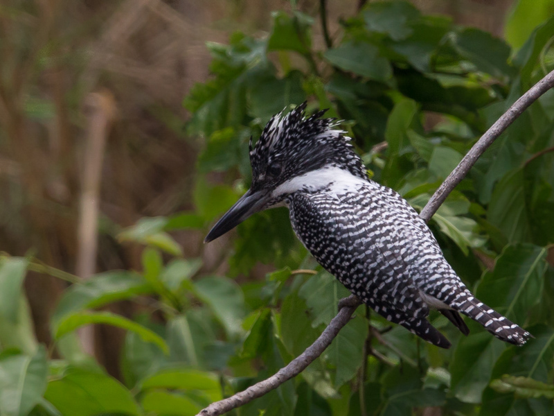 crested kingfisher(Megaceryle lugubris)