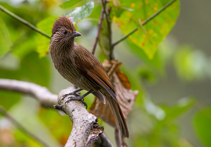 striated laughingthrush(Garrulux striatus)