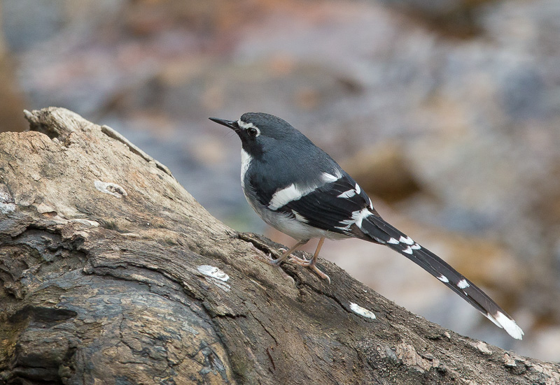 slaty-backed forktail(Enicurus schistaceus)