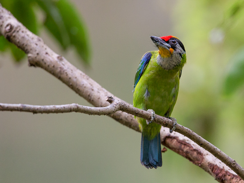 golden-throated barbet(Megalaima franklinii)