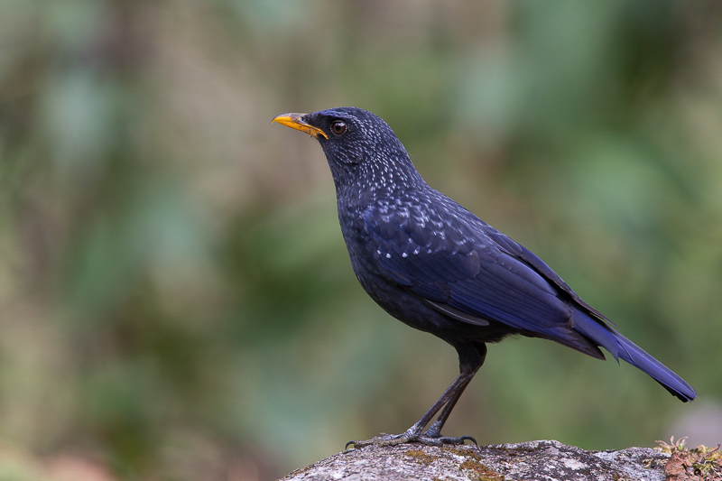 blue whistling thrush(Myophonus caeruleus)