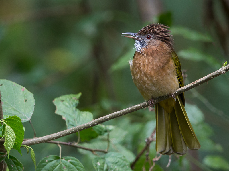 mountain bulbul(Ixos mcclellandii)