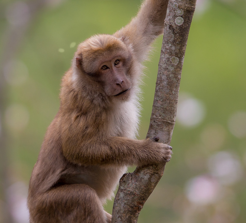 rhesus macaque(Macaca mulatta)