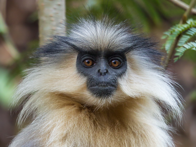 golden langur(Trachypithecus geei)