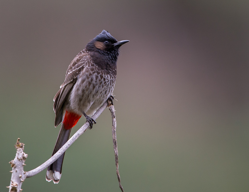 red-vented bulbul(Pycnonotus cafer)