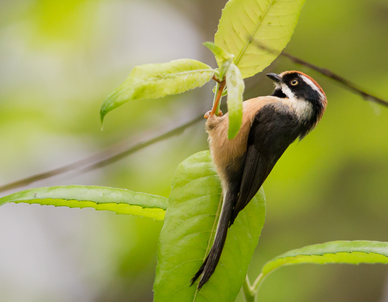 black-throated bushtit(Aegithalos concinnus)