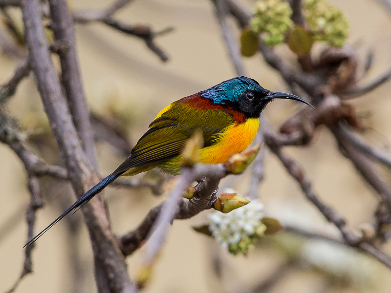 green-tailed sunbird(Aethopyga nipalensis)