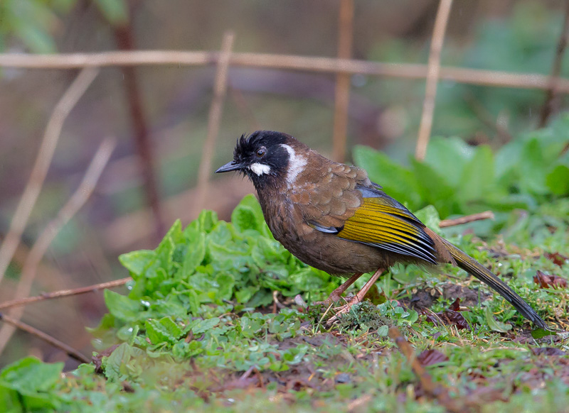 black-faced laughingthrush(Trochalopteron affine)
