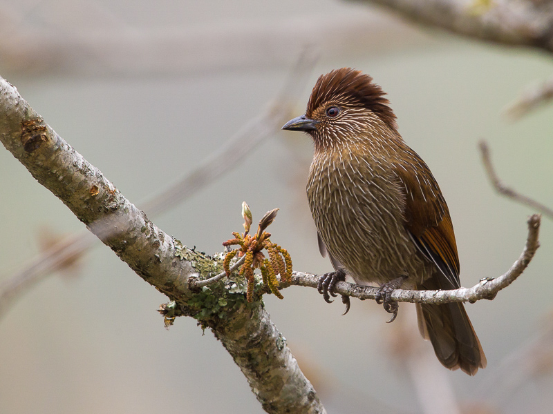 striated laughingthrush(Garrulux striatus)