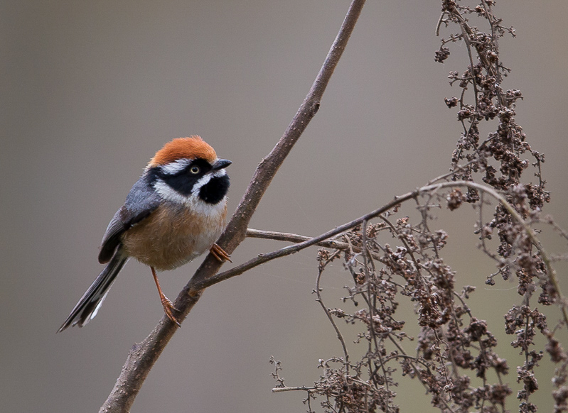 black-throated bushtit(Aegithalos concinnus)