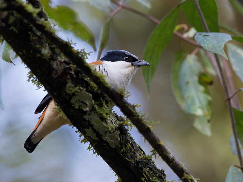 cutia(Cutia nipalensis)