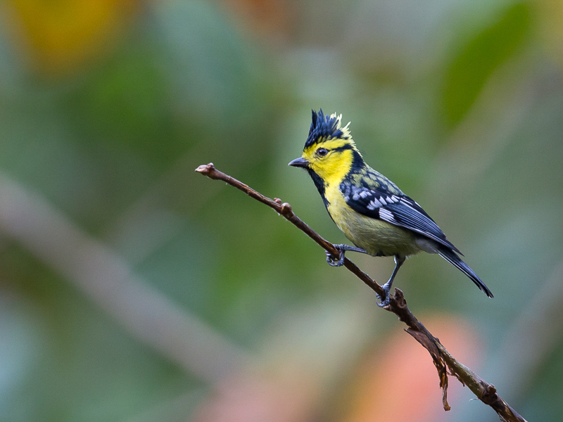 yellow-cheeked tit(Machlolophus spilonotus)