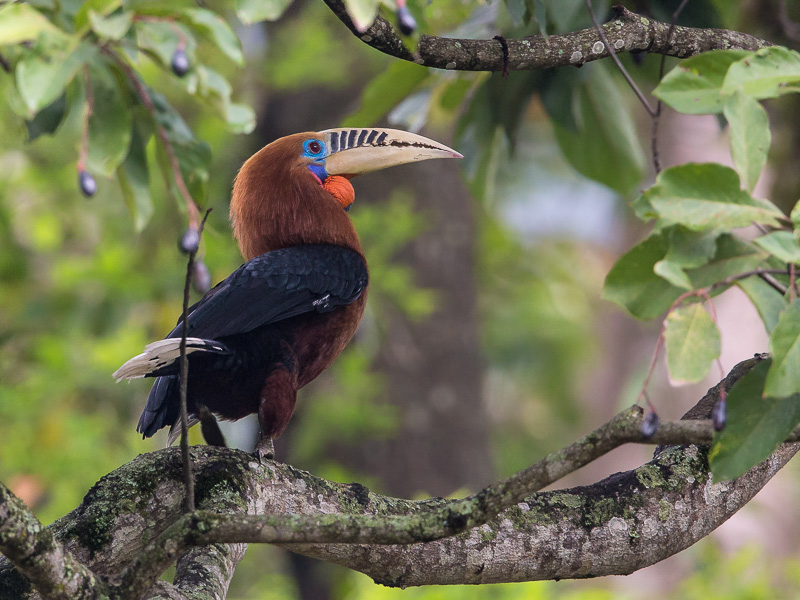 rufous-necked hornbill(Aceros nipalensis)
