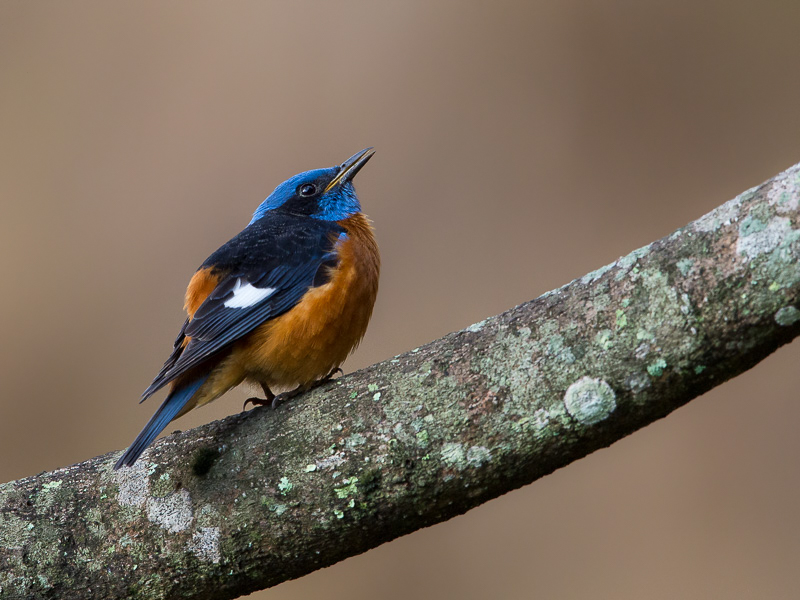 blue-capped rock thrush(Monticola cinclorhynchus)