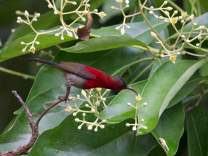 crimson sunbird(Aethopyga siparaja)