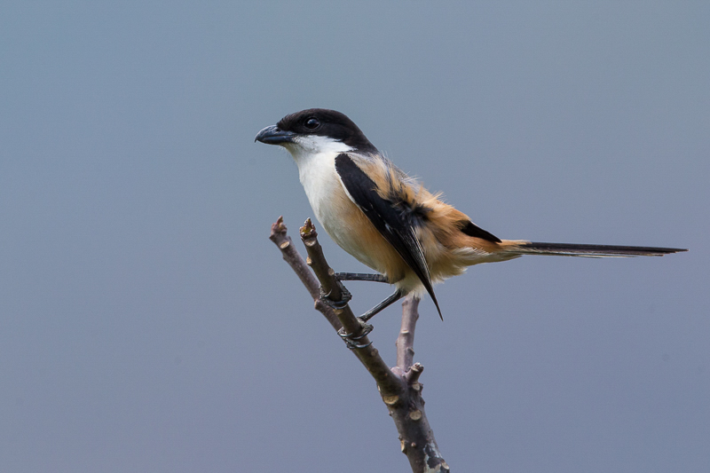 long-tailed shrike(Lanius schach)