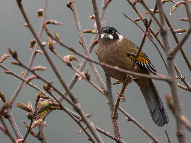black-faced laughingthrush(Trochalopteron affine)