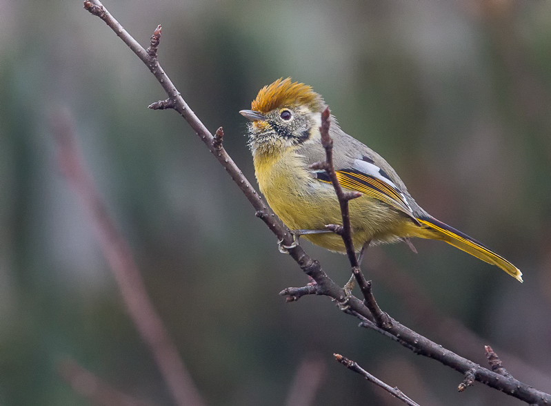 bar-throated minla(Minla strigula )