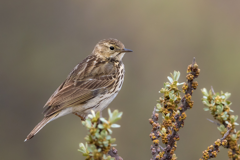 meadow pipit<br><i>(Anthus pratensis, NL: graspieper)</i>