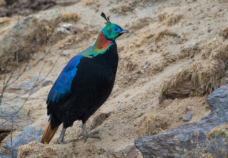 himalayan monal(Lophophorus impejanus)