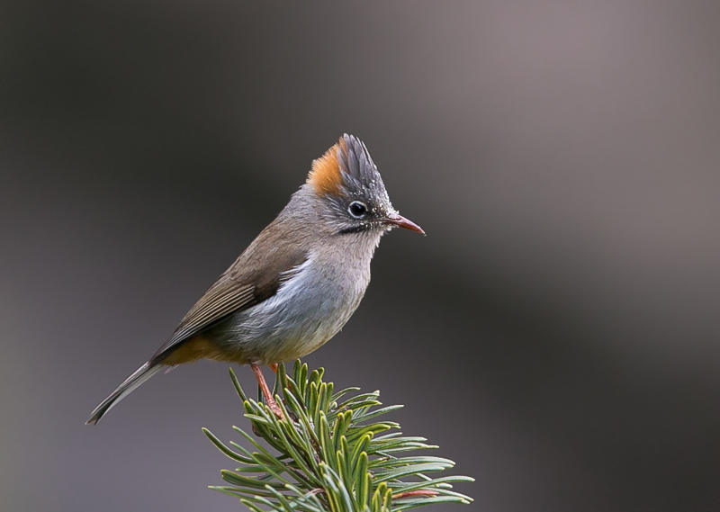 rufous-vented yuhina(Yuhina occipitalis)