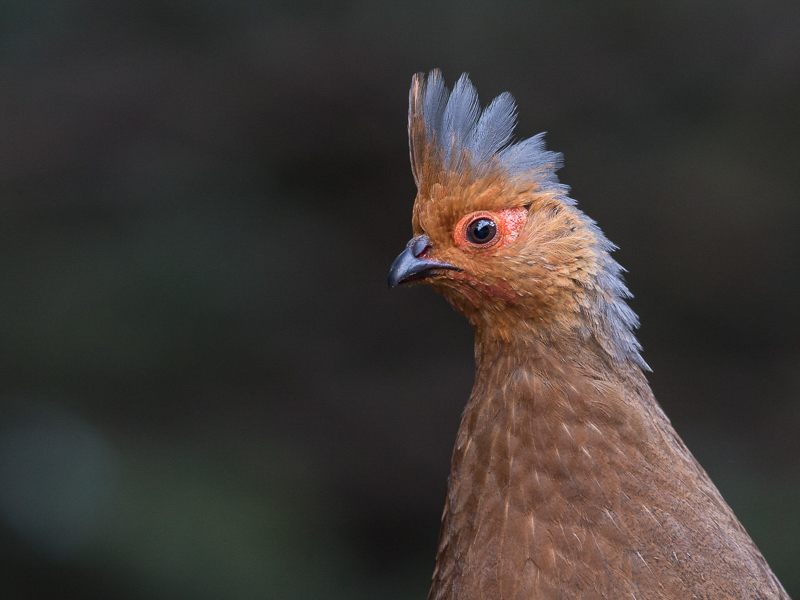 blood pheasant (f.)(Ithaginis cruentus)