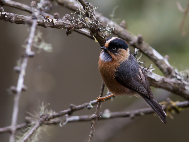 rufous-fronted bushtit(Aegithalos iouschistos)