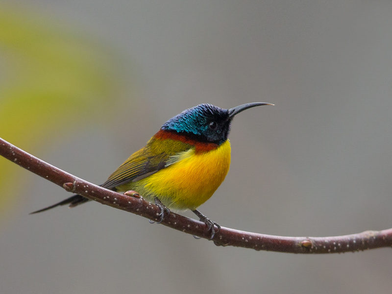 green-tailed sunbird(Aethopyga nipalensis)