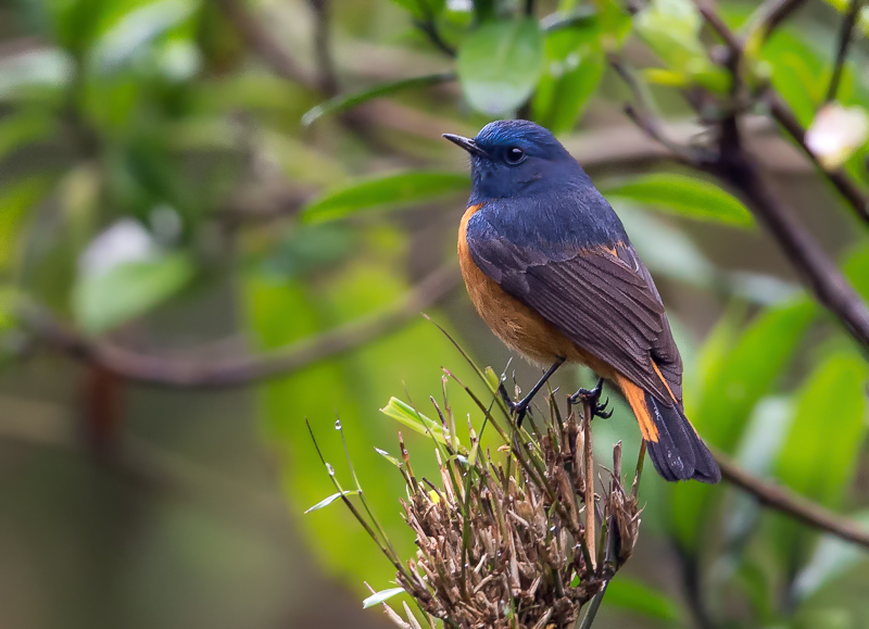 blue-fronted redstart(Phoenicurus frontalis)