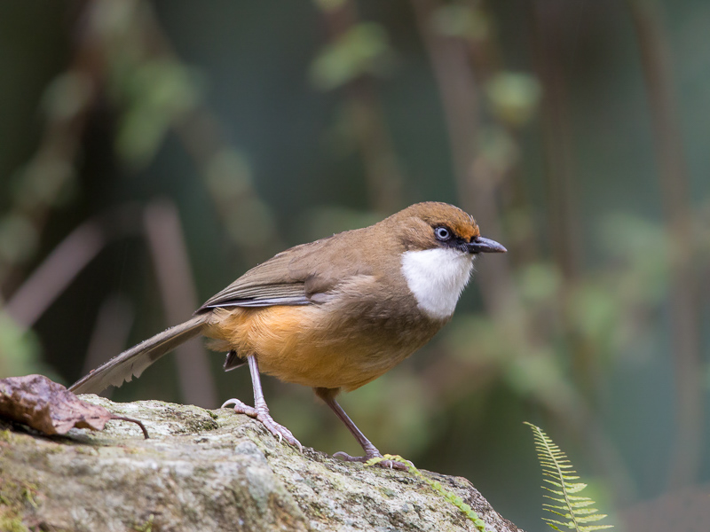 white-throated laughingthrush(Garrulax albogularis)