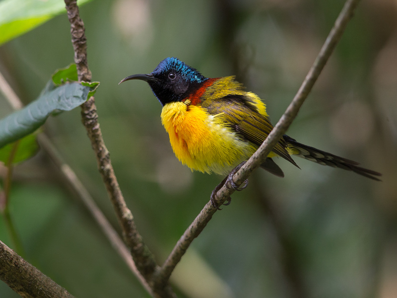 green-tailed sunbird(Aethopyga nipalensis)