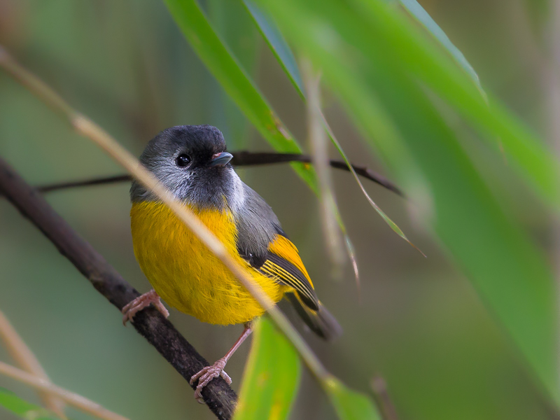 golden-breasted fulvetta(Alcippe chrysotis)
