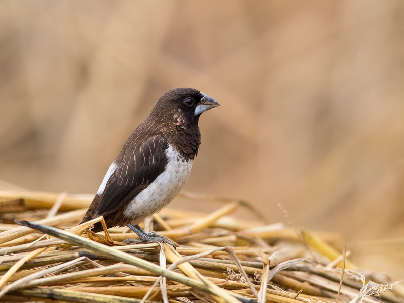 white-rumped munia<br><i>(Lonchura striata)</i>