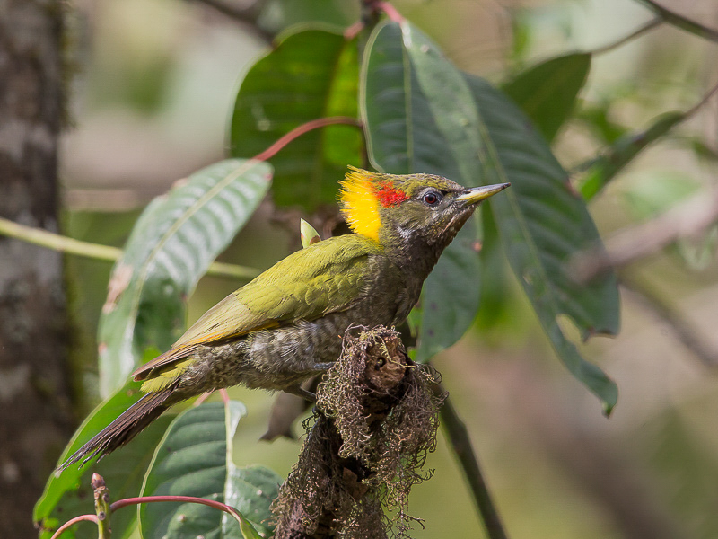 lesser yellownape(Picus chlorolophus)