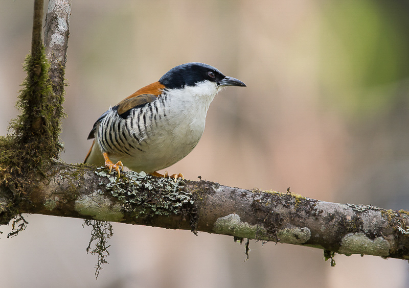 cutia(Cutia nipalensis)