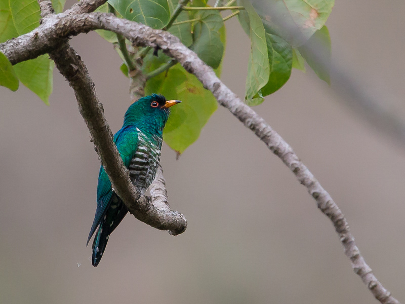 asian emerald cuckoo<br><i>(Chrysococcyx maculatus)</i>