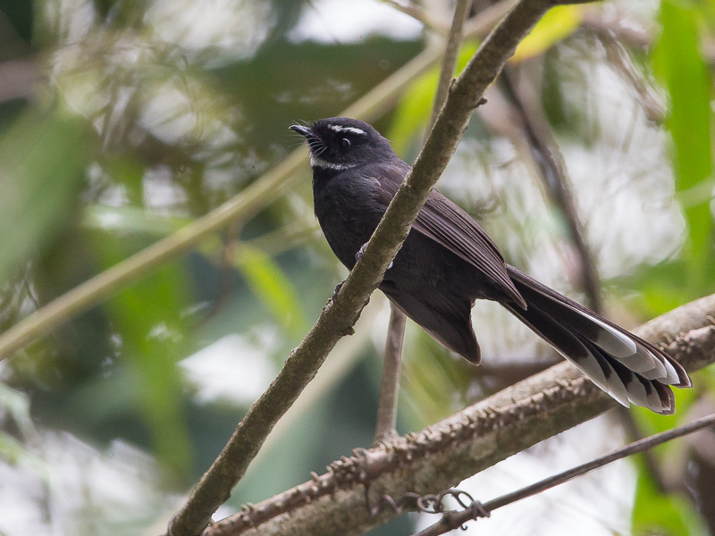 white-throated fantail(Rhipidura albicollis)