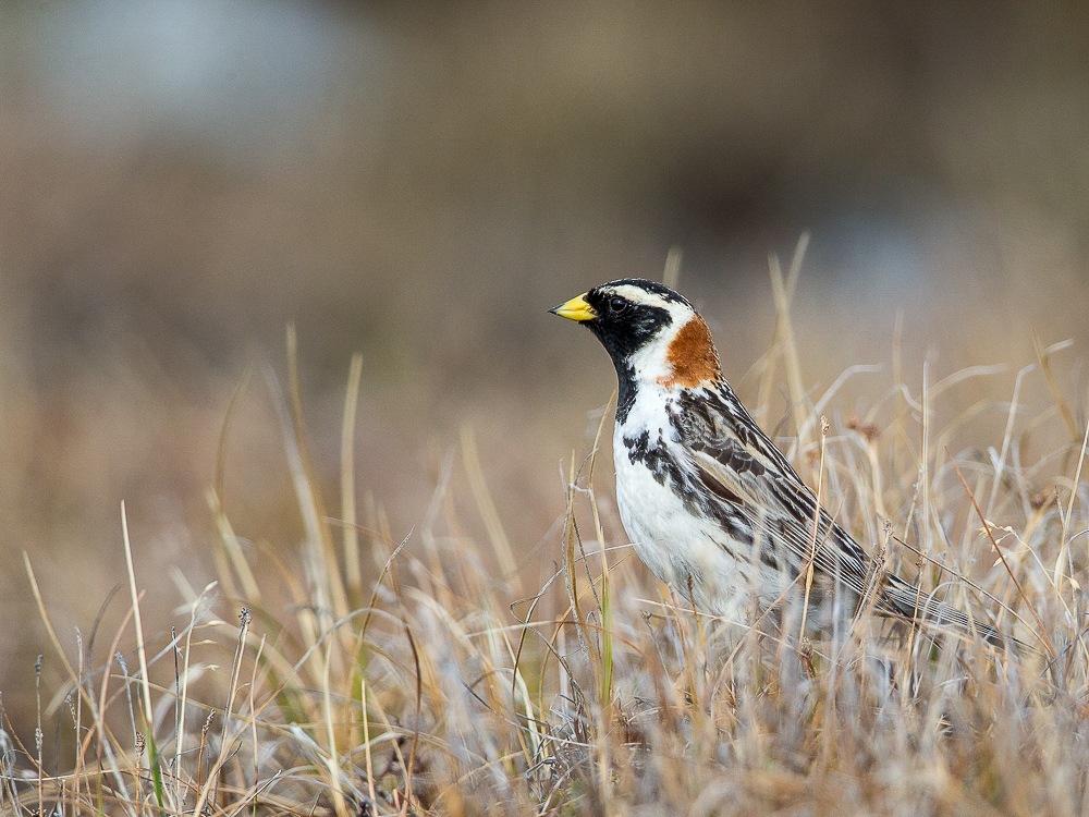 lapland longspur<br><i>(Calcarius lapponicus)</i>