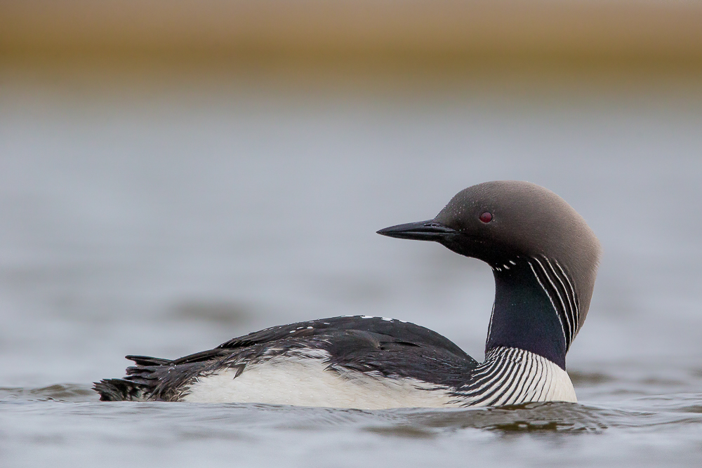 pacific loon<br><i>(Gavia pacifica)</i>