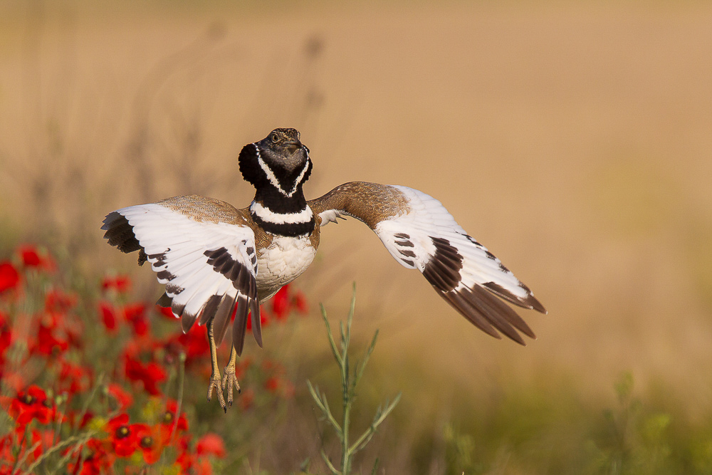 little bustard (male in display) <br><i>(Tetrax tetrax)</i>