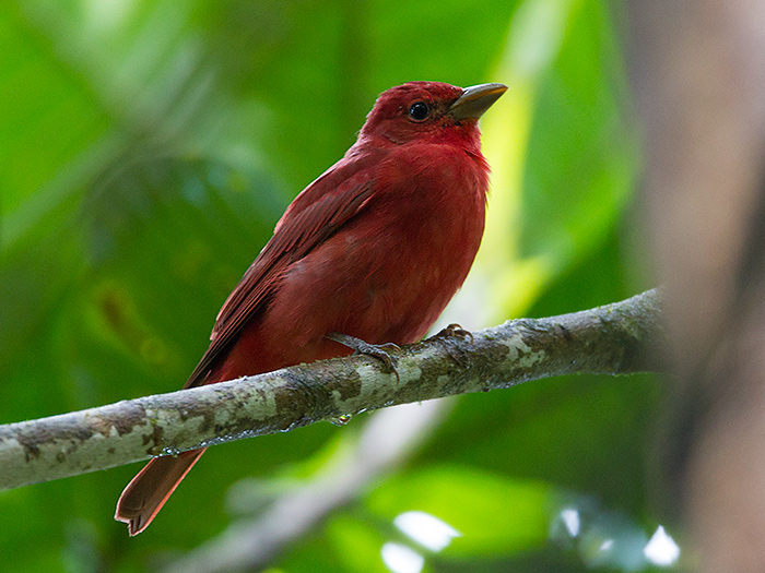 summer tanager(Piranga rubra)