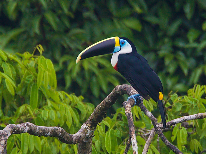 white-throated toucan(Ramphastos tucanus)