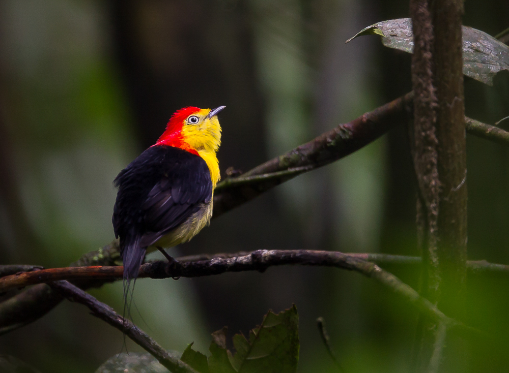 wire-tailed manakin<br><i>(Pipra filicauda)</i>