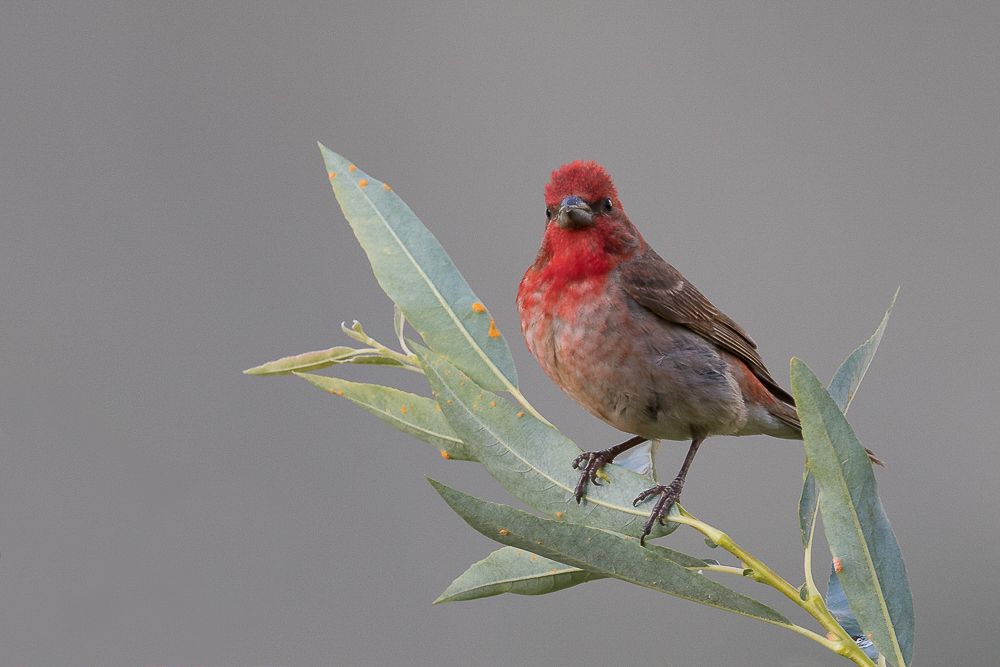 common rosefinch<br><i>(Carpodacus erythrinus, NL: roodmus)</i>
