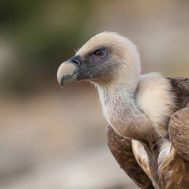 griffon vulture (Gyps fulvus, NL: vale gier)