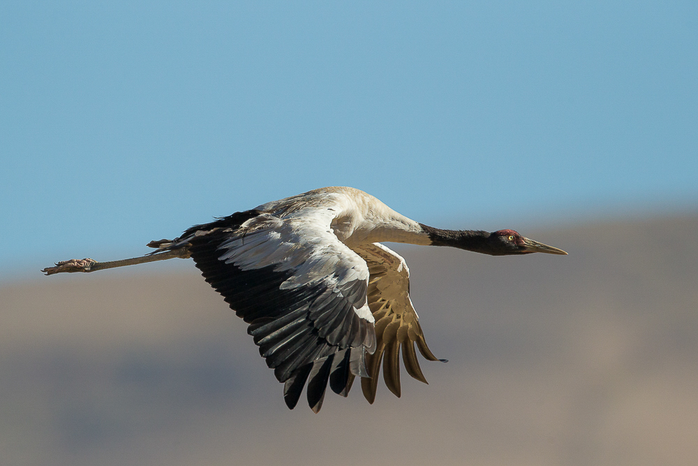 black-necked crane<br><i>(Grus nigricollis, NL: zwarthalskraanvogel)</i>