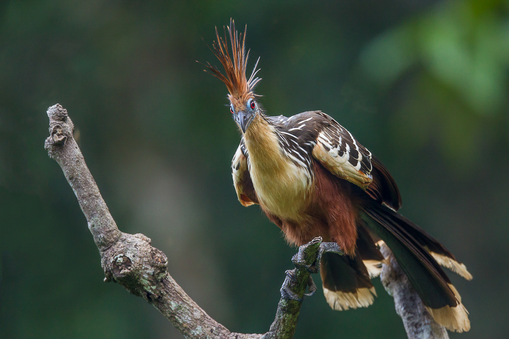 hoatzin <br><i>(Opisthocomus hoazin)</i>