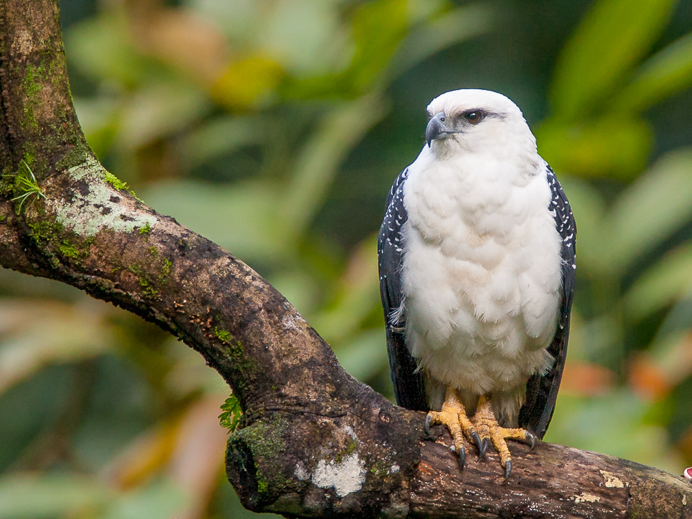 white hawk<br><i>(Pseudastur albicollis, NL: bonte buizerd)</i>