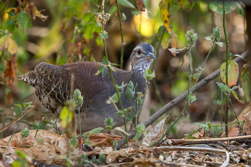 pale-browed tinamou<br><i>(Crypturellus transfasciatus, ESP: tinam cejudo)</i>