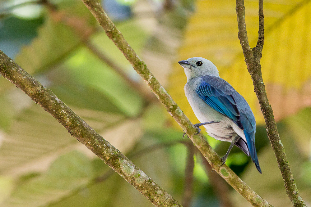 blue-gray tanager<br><i>(Thraupis episcopus)</i>